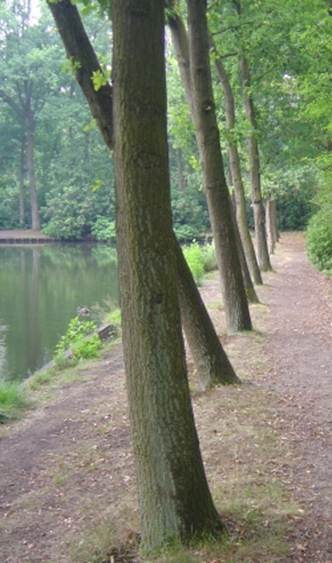 Beschrijving: 20060723-04790-cannenburg kasteel-rij langs vijver-250pix-100perc